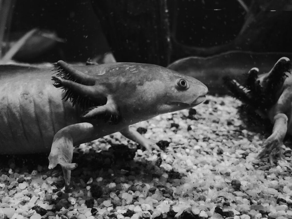Photo Alien creature